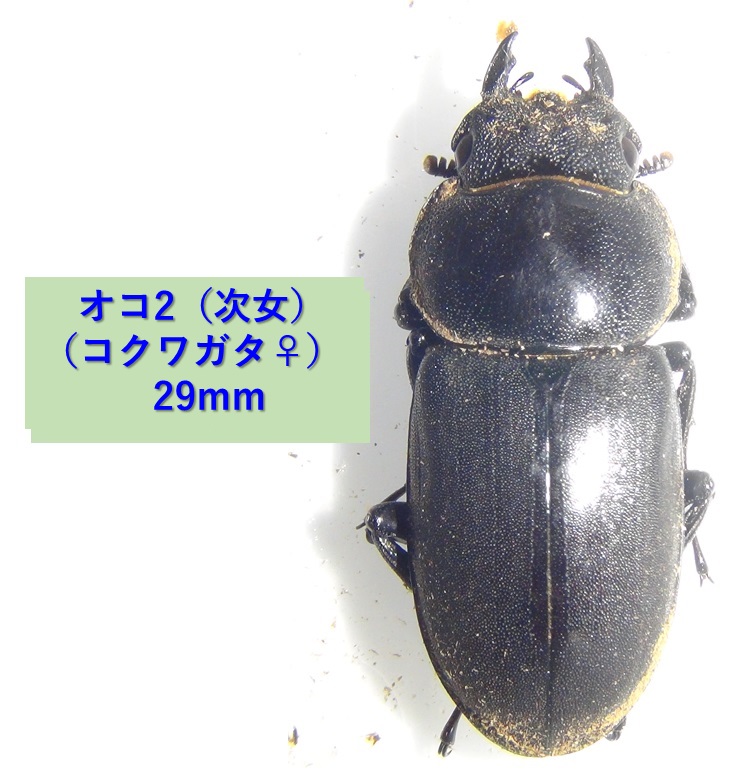 コクワガタ（オコ2 次女）_体長29mm_2024年4月11日